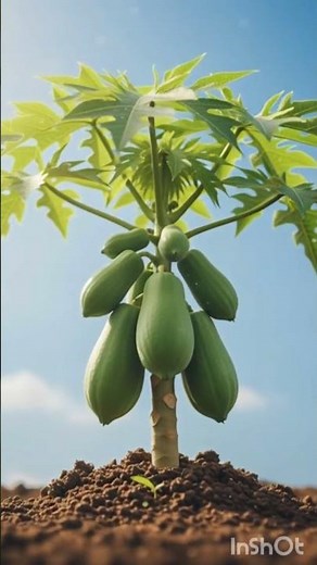 The Life Cycle of a Papaya Tree 🌳.....