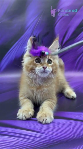 Meet Garfield: The Maine Coon Red Ticked Tabby Kitten with Gentle Giant Personality 🐱🧡 #MaineCoon
