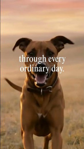 The Echo of Your Light 🕊️ | The Love That Never Left | Pet Loss Healing Music | 🌈 My Dear Pet