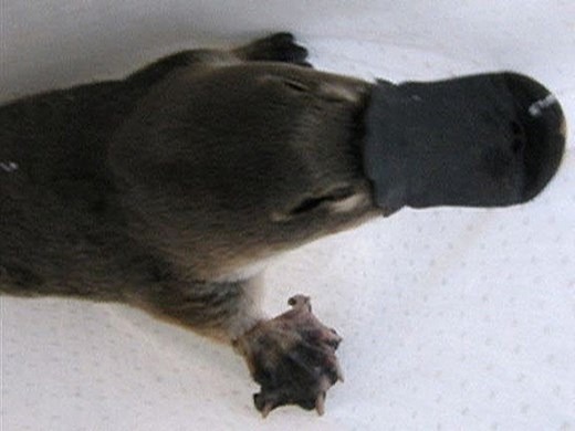 How the Venomous, Egg-Laying Platypus Evolved