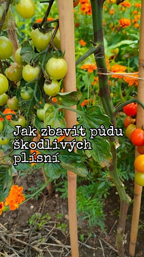 Pythium oligandrum se přirozeně v malé míře vyskytuje v půdě. Velmi zjednodušeně funguje tak, že dokáže až několik let v půdě čekat na svého hostitele - destruktivní houbové choroby. Cíleně je vyhledává, ničí a vysává z nich živiny, které potom využívá na svůj vlastní rozvoj. Houbové choroby v půdě napadají kořeny a stonky rostlin a způsobují jejich vadnutí, žloutnutí a odumírání. Mezi běžné patogeny patří houby rodu Fusarium, Rhizoctonia solani a Thielaviopsis basicola. Pythium obsahuje prášek 