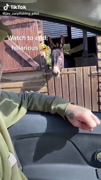 Hilarious Donkey Laughing Moments Compilation