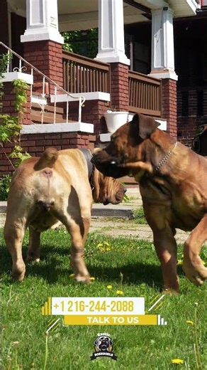 Raw footage of Exotics Tigger × Top Notch Boudica Connection #boerboels #protectiondogs #bigdogs
