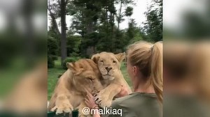 Slovacchia, l'amore incondizionato delle leonesse: l'abbraccio lascia senza fiato