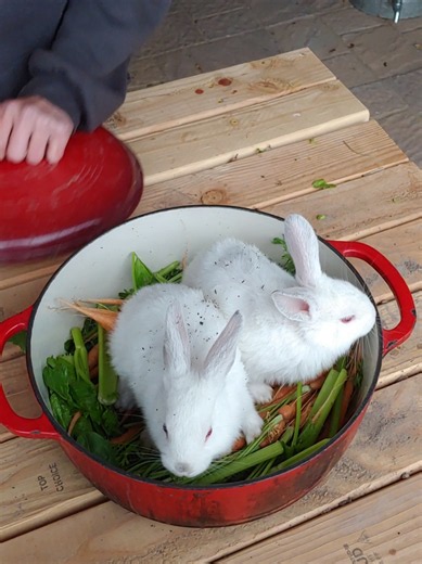 Replying to @markbehan870 Not again! #cook #yum #fyp #bunny #trend | food video