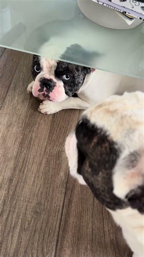 Alguien que me diga si es normal esta Bullchi? 👹😂 #jajaja #fyp #bulldog #tendencia #humor