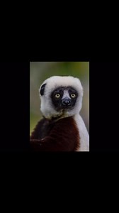 94 reactions · 4 comments | Lemurs, unique to Madagascar, are...
