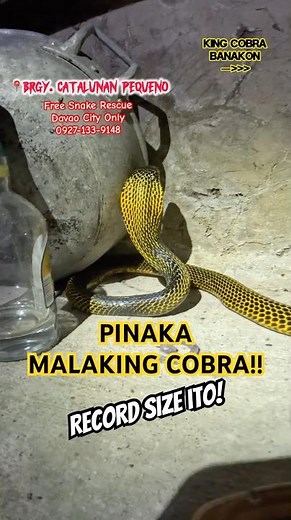 ITO NA YATA ANG PINAKA!!! KING COBRA | BANAKON | COBRA TEAM | DUTERTE | COBRA PRINCE | DAVAO CITY