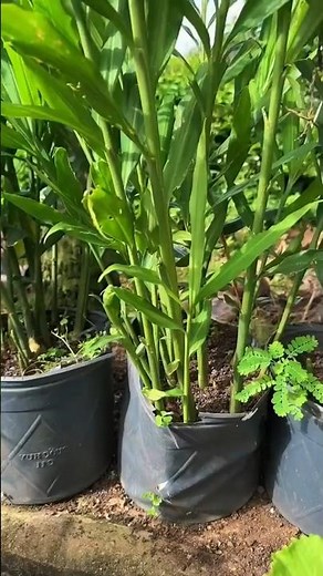 How to Grow Ginger Successfully in Grow Bags at Home