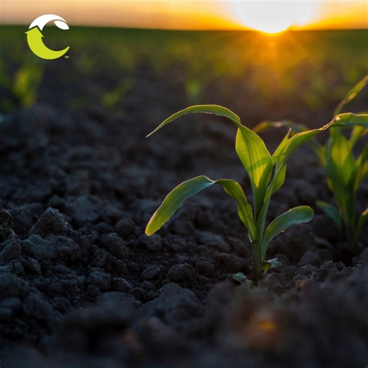 2K views · 25 reactions | Potassium (K) is one of the 17 essential...