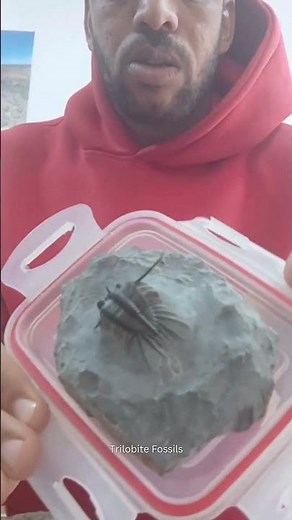 Rare Psychopyge Trilobite🦴385 Million Years Old | Devonian Fossil Morocco #moroccofossils #trilobite