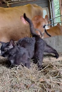 46K views · 2.9K reactions | Mssss Muffet and Marenn have always had a close bond with each other, after all they were babes together. But Muffet took quickly to Maïoli as well, covered in cow kisses as she makes her morning rounds. Kitty ears tastes the best for breakfast, if you ask Maïoli | SunStone Orchard & Rabbitry | Facebook