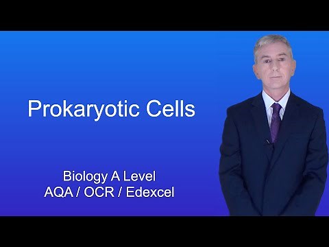A Level Biology Revision "Prokaryotic Cells".
