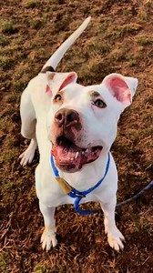 Meet Eyebrows! 🐶 This handsome boy has been waiting quite a while to find his forever home. 🐾 Check him out here: https://ycspca.org/animals/eyebrows/ #adoptme #adoptdontshop #shelterdog #dogadoption #availableforadoption | York County SPCA
