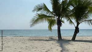 Most beautiful beaches in the world. Bahamas palm beach landscape. Crystal clear blue sea and white sand.
