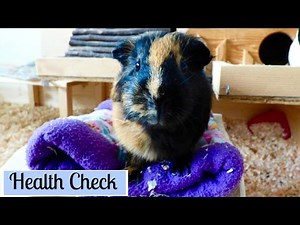 Vlog: Guinea Pig Weekly Health Check & Frieda's Abscess