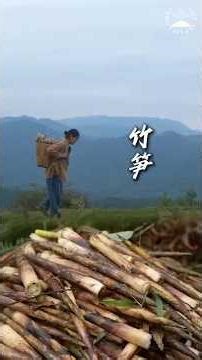 Found a Hidden Bamboo Shoot in the Mountains