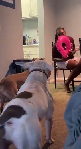 Dog barks at woman blowing up an inflatable, but hides in the cage when she comes close!