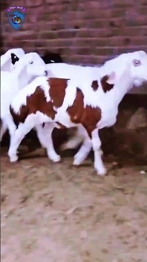 Majestic Fat-Tailed Lambs. #sheep