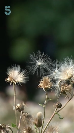 2.5K views | Are you sneezing a lot? Itchy eyes? You're not alone because NHS bosses say more of us than ever are suffering from hay fever. Here are some tips on how to keep the pollen at bay... #hayfever #allergy #summer | Channel 5 News | Facebook