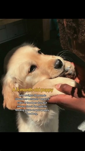 how much should a puppy eat? #yumwoof #sponsored #dogmom #dogcoach #dogtreats