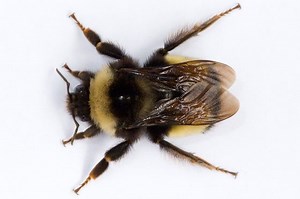 Apidae - Alchetron, The Free Social Encyclopedia