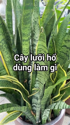 Một cách giảm ho #duoclieu