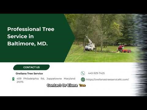 What is the average cost of tree removal in Baltimore, Maryland?