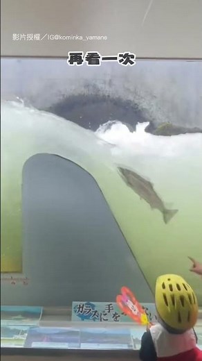 【課文照進現實！】魚道觀察室看鮭魚逆流 超特別的體驗！｜日本｜鮭魚｜逆流｜洄游｜北海道｜動物｜觀察