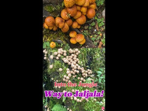 Into the Jungle (Way to Jaljala, Jumla) #travel #vlog #jumlanepal