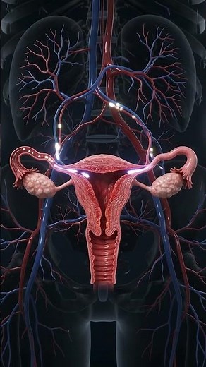 Inside the Female Reproductive System: Ovaries, Blood Flow & Anatomy Explained 🧬🔬 #HumanAnatomy