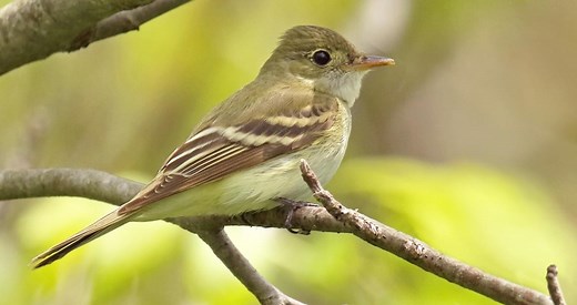 Acadian Flycatcher Identification, All About Birds, Cornell Lab of Ornithology