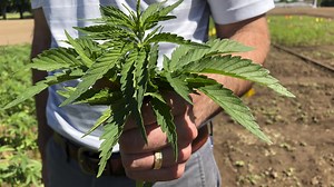 Oregon State University gets $1 million to study hemp