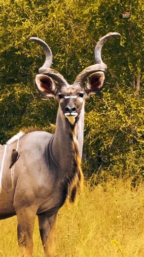 Epic Hunting Fail 😱 | Deer Escapes at the Last Second! #shorts #deerhunting #wildlife