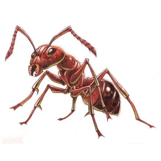 Foothills Fire Ant Control, LLC | Piedmont SC