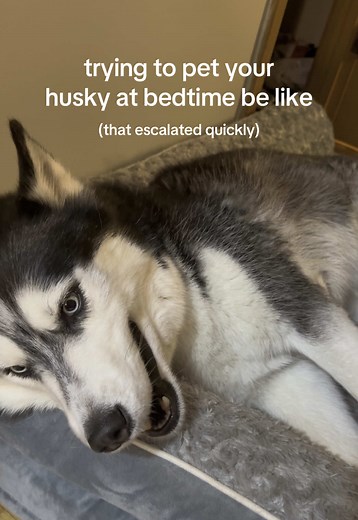 Siberian Husky Bedtime Behavior Explained
