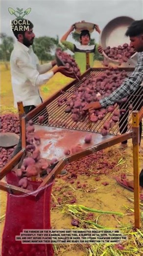 This Simple Machine is Revolutionizing Onion Harvesting! 🚀