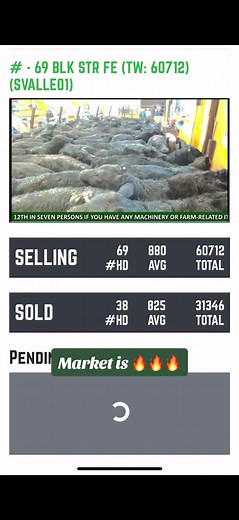 #canada #alberta #beef #truepricediscovery #farmtok #beef #farmtok #fyp #perlichbros #liveauction #canadiandollar #farmlife