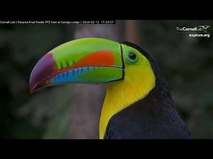 Toucan Time! Colorful Keel-billed Toucan Soaks Up The Spotlight In Panama – Feb. 12, 2024