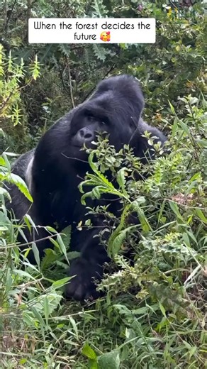 HUZA GATEWAY on Instagram: "Gorillas mate to strengthen their group and secure the next generation. This behavior is a vital pGorillas mate to strengthen their group and secure the next generation. This behavior is a vital part of their survival, just as it is across all living beings, including humans. Seeing such moments in the wild teaches us that reproduction is not spectacle, but responsibility and continuity. Nature follows its own rules, untouched by judgment. Through Huza Gateway, you ex