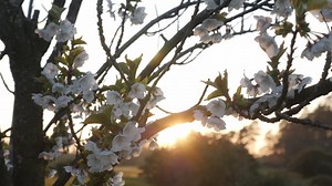 Light, Blossom, Bloom. Free Stock Video