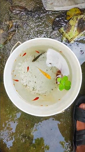 Cleaning Your MOLLY Fish Pond Properly Today #fishshorts #exoticaquariumfish #mollyfish #shortsfeed