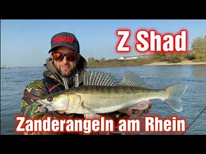 ZANDERANGELN mit GUMMIFISCH am Deutschen RHEIN (Z Shad)
