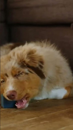 The Ultimate Guide to Australian Shepherd Agility