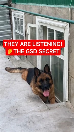 Why Your GSD Tilts Their Head! 🤔🐾