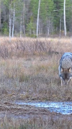 Gray Wolf Facts That Will Shock You! 🐺🔥
