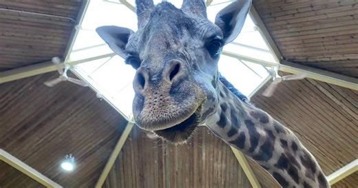 Giraffe dies after being caught in opening habitat door at Toronto Zoo