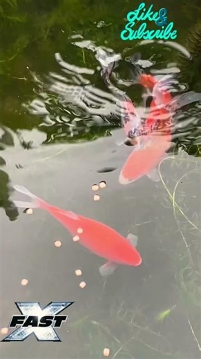 Fast frenzied fun: mid morning exercise
