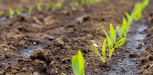 La disponibilité en azote, enjeu crucial pour le futur de l’agriculture bio