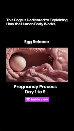 Explorlogy — How the Human Body Works | 🧬 From Egg Release to Early Pregnancy — Day 1 to 9 Inside the Body 🤍🔬 It all begins with a single cell. Ovulation releases one egg from... | Instagram